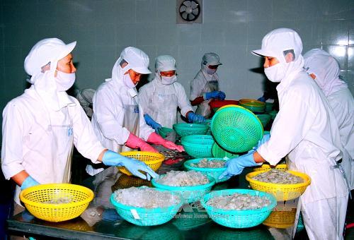Giá tôm nguyên liệu tăng ảnh 1